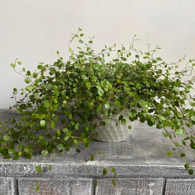 Фото: Мюленбекия - нежное растение для украшения дома с легким и воздушным дизайном