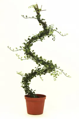 Изображение: Мюленбекия - популярное растение для создания уютной атмосферы в доме