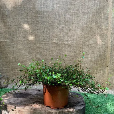 Картинка: Мюленбекия - красивое растение для создания уникального интерьера в вашем доме