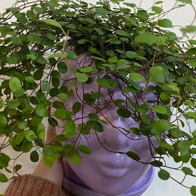 Фото: Мюленбекия - нежное растение для создания расслабляющей атмосферы в доме