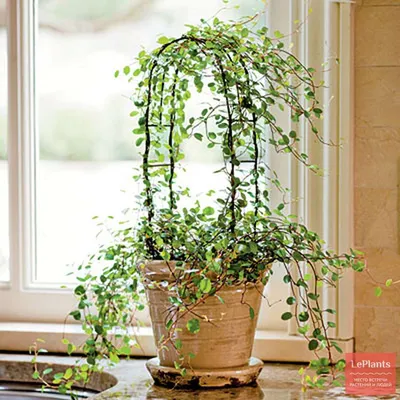 Изображение: Мюленбекия - стильное растение для создания элегантного интерьера в вашем доме