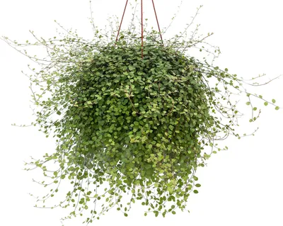 Фотография: Мюленбекия - популярное растение для создания уютного уголка в доме