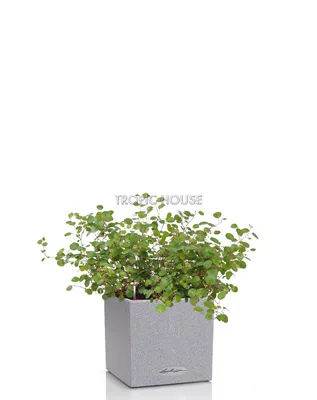 Картинка: Мюленбекия - красивое растение для декорирования дома с нежными цветами