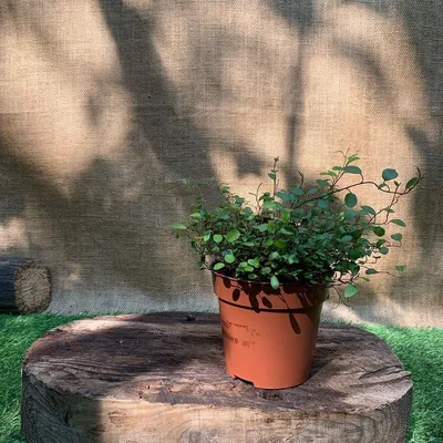 Изображение: Мюленбекия - нежное растение для создания уникального интерьера в любом стиле.