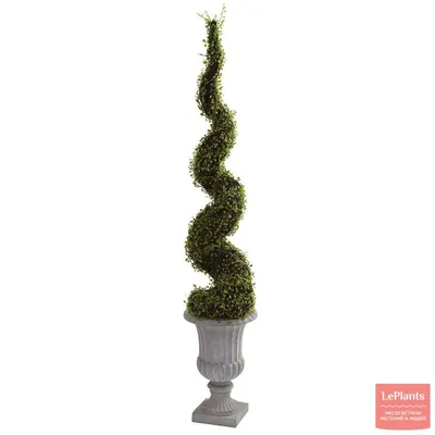 Изображение: Мюленбекия - красивое и популярное растение для дома