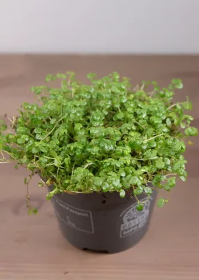Мюленбекия на фото: идеальное растение для любителей минимализма