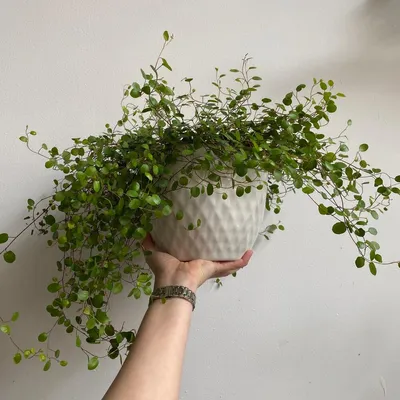 Фотография: Мюленбекия - прекрасный выбор для любителей комнатных растений