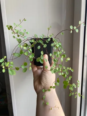 Мюленбекия на фото: идеальное растение для создания гармоничного интерьера