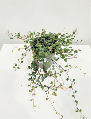 Фото Мюленбекии: изящное растение для украшения интерьера