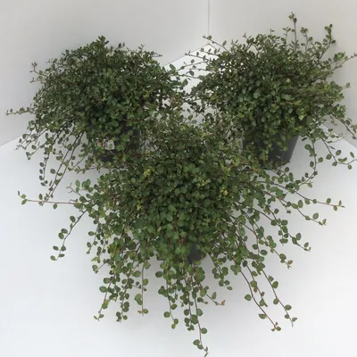 Картинка Мюленбекии: почему это растение так популярно в декорировании интерьера