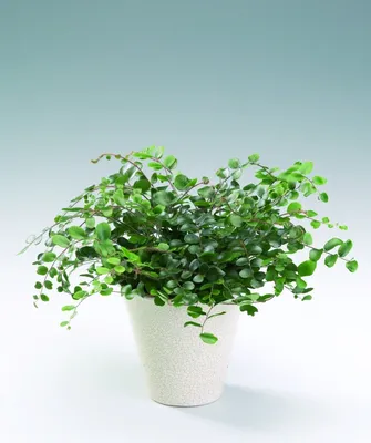 Фотография Мюленбекии: зачем нужно добавить это растение в свой дом