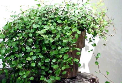 Картинка: Мюленбекия - нежное растение для украшения вашего дома