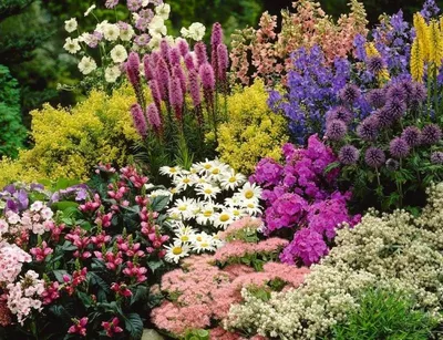 Цветы высокие для сада: интересные садовые цветы многолетники для дачи,  цветущие все лето