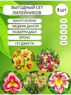 Лилейник, многолетние цветы для дачи и сада - купить с доставкой по  выгодным ценам в интернет-магазине OZON (731555539)