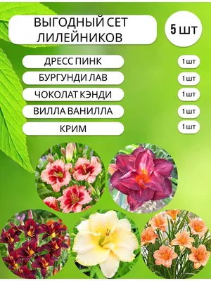 Лилейник, многолетние цветы для дачи и сада - купить с доставкой по  выгодным ценам в интернет-магазине OZON (731555511)