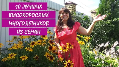 10 ЛУЧШИХ МНОГОЛЕТНИКОВ из СЕМЯН! МНОГОЛЕТНИЕ цветы и растения для сада. -  YouTube