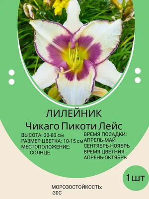 Лилейник, корень, саженец, многолетние цветы для сада и дачи - купить с  доставкой по выгодным ценам в интернет-магазине OZON (686579615)