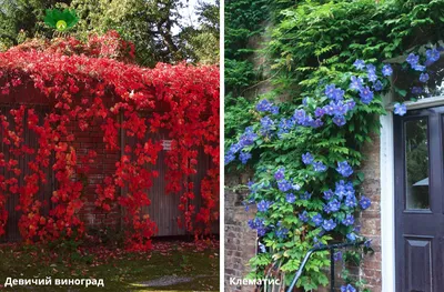 Лианы для дачного сада — виды, посадка и уход🌿