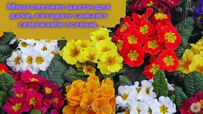 Многолетние цветы для дачи, которые сажают семенами осенью. | FlowerWorld |  Дзен