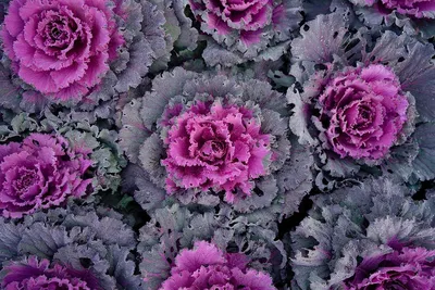 12 самых красивых бордюрных цветов для садовых дорожек | ivd.ru