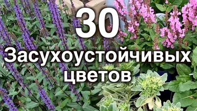 Засухоустойчивые цветы. 30 неприхотливых многолетников для сада. - YouTube
