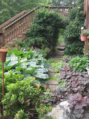 Почвопокровные растения для сада, названия и фото: зеленый ковер из многолетних  цветов и трав, цветущий все лето | Houzz Россия