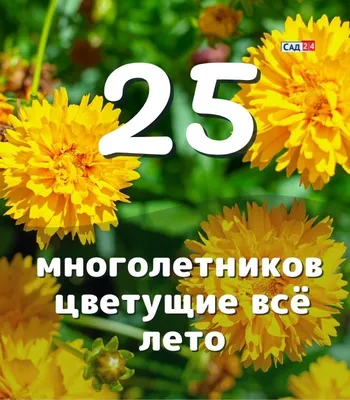 Бадан Гавриш Бадан тихоокеанский \"Фиолетовый маяк\" - купить по выгодным  ценам в интернет-магазине OZON (1052993602)