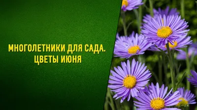 Низкорослые многолетние цветы: 8 фото и названия | ivd.ru