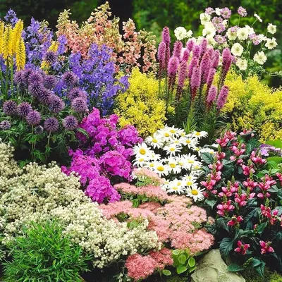 Многолетники для сада и дачи. Цветы июня - YouTube