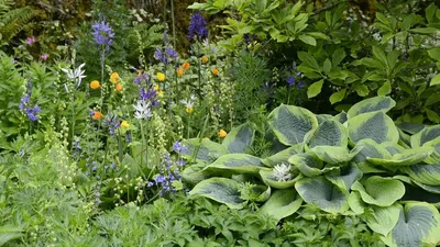 Вьющиеся растения для сада: как выбрать и как использовать в дизайне -  статьи о растениях