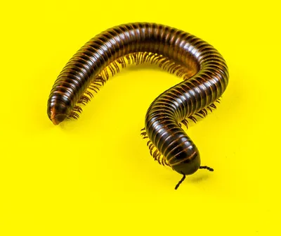 Фото: Человеческая многоножка 2 (The Human Centipede II (Full Sequence)) |  Фото 1