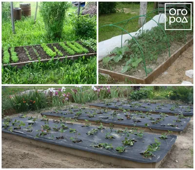 Как создать мобильный сад для выращивания зелени?