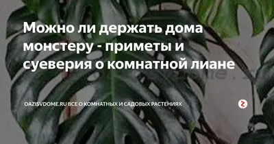 Можно или нельзя держать монстеру дома: приметы и суеверия. |  самопросветление | Дзен