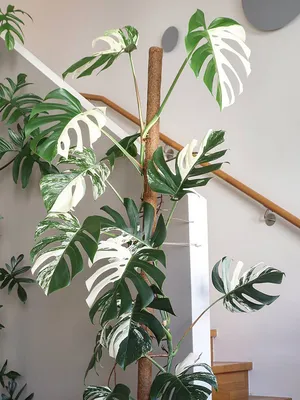 Монстера косая (Monstera obliqua) - «Монстера, не монстр, а милая детка.» |  отзывы