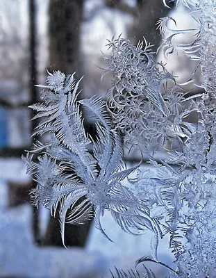 дед мороз из леса, фото Крис Крингл, Санта, рождество фон картинки и Фото  для бесплатной загрузки