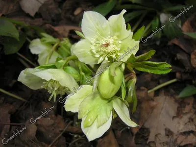 Морозник - цветок зимы | Посадка цветов, Идеи посадки растений, Вредители  растений