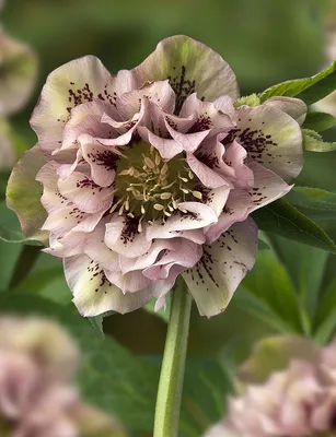 Морозник кавказский цветок (58 фото) - 58 фото