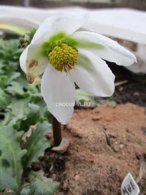 Морозник кавказский - Морозник - Травянистые растения для открытого грунта  - GreenInfo.ru