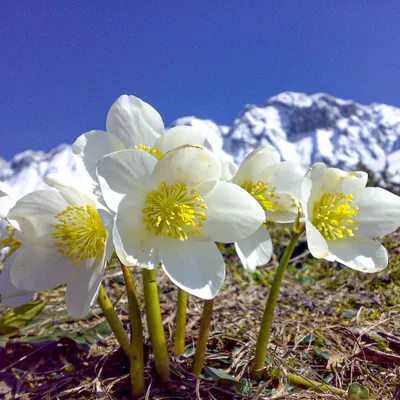Морозник - виды и разновидности цветка, посадка и уход, фото морозника -  Florium Blog