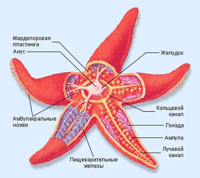 Изолированный Морская Звезда Море - Бесплатное фото на Pixabay - Pixabay