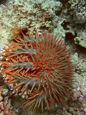 Коричневая морская звезда · Бесплатные стоковые фото