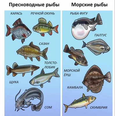 Рыбы морские фото с названиями для детей