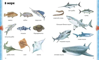 Раскраска Морской конек | Раскраски морских рыб. Раскраска рыб, обитающих в  морях и океанах