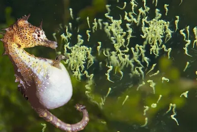 Раскраски, Раскраска Морской конек для детей, Морские животные Морской конек,  Милый морской конёк, Морской конёк и рыба, Морской якорь, Морской якорь,  Осьминог ловит рыбку.