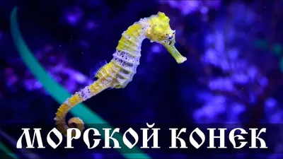 Морской конёк на белом фоне. Векторное изображение ©Fafarumba 449370042