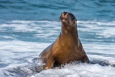 Красивый морской лев загорает на пляже Сан Диего, картинка морской лев фон  картинки и Фото для бесплатной загрузки