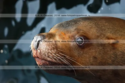 Морской лев прервал интервью рыбака, который жаловался на животных. Видео -  МЕТА