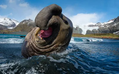 Веселый Морской Слон. Photographer Mayk Reyfman
