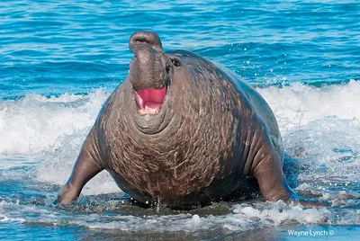 Северный морской слон: Знаменитый мем про Ждуна оказался жесточайшим  существом на планете. И оно явно не из терпеливых | Книга животных | Дзен