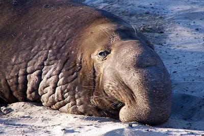 Северный морской слон - картинки и фото poknok.art